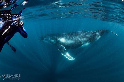 Swim With Humpback Whales - Ningaloo Reef - 3 Islands Whale Shark Dive - Tourism Guide 1