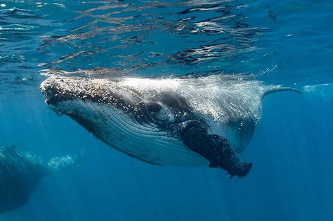 Swim With Humpback Whales - Ningaloo Reef - 3 Islands Whale Shark Dive - Tourism Guide 0