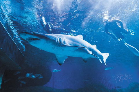 AQWA The Aquarium Of Western Australia: General Admission - Tourism Guide 9