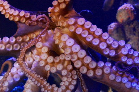 AQWA The Aquarium Of Western Australia: General Admission - Tourism Guide 8