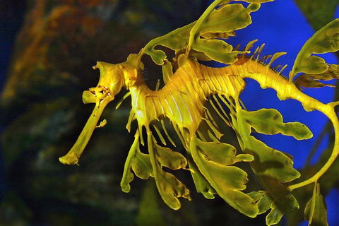 AQWA The Aquarium Of Western Australia: General Admission - Tourism Guide 13
