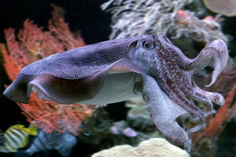 AQWA The Aquarium Of Western Australia: General Admission - Tourism Guide 16