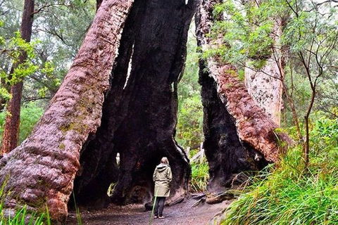 Albany Southwest Wilderness Day Tour - Fly From Perth - Tourism Guide 7