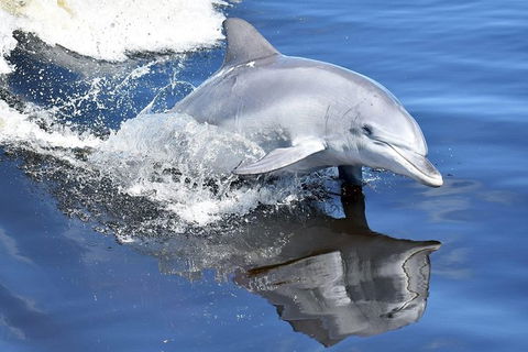 Mandurah Dolphin Island Adventure - Tourism Guide 14