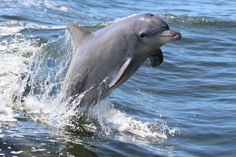 Mandurah Dolphin Island Adventure - Tourism Guide 11