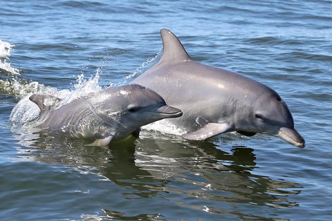 Mandurah Dolphin Island Adventure - Tourism Guide 6