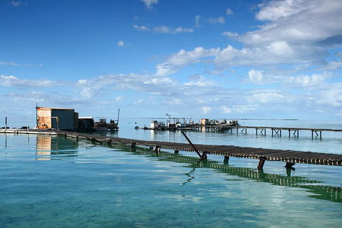 Full Day Guided Abrolhos Fly And Flipper Tour From Geraldton - Tourism Guide 0