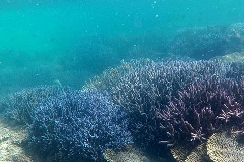 Full Day Guided Abrolhos Fly And Flipper Tour From Geraldton - Tourism Guide 1