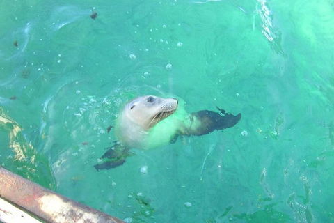 Abrolhos Islands Scenic Flight & Snorkel Adventure From Perth - Tourism Guide 4