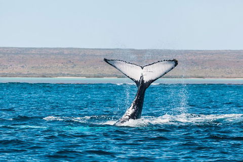 Ningaloo Reef Eco Tours - Tourism Guide 0