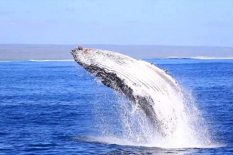 Ningaloo Reef Eco Tours - Tourism Guide 1