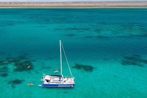 Ningaloo Whale Shark Swim On A Luxury Sailing Catamaran - Tourism Guide 1