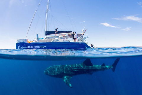 Ningaloo Whale Shark Swim On A Luxury Sailing Catamaran - Tourism Guide 2