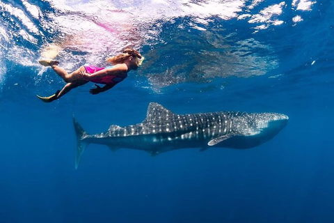 Ningaloo Whale Shark Swim On A Luxury Sailing Catamaran - Tourism Guide 5