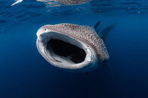 Ningaloo Whale Shark Swim On A Luxury Sailing Catamaran - Tourism Guide 3