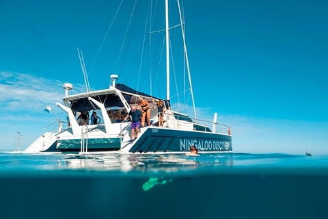 Ningaloo Whale Shark Swim On A Luxury Sailing Catamaran - Tourism Guide 7