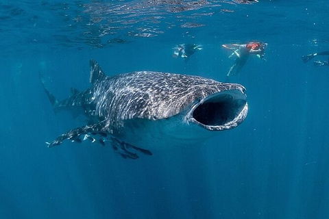 Ningaloo Whale Shark Swim On A Luxury Sailing Catamaran - Tourism Guide 6