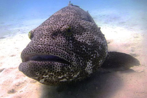 Scuba Dive Ningaloo Reef - Tourism Guide 1