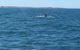 Scuba Dive Ningaloo Reef - thumb 5