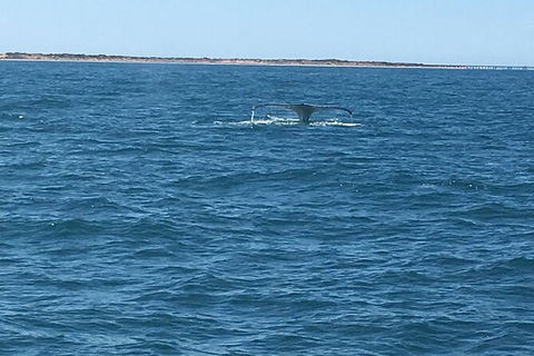 Scuba Dive Ningaloo Reef - Tourism Guide 5