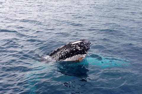 Augusta Whale Watching Eco Tour - Tourism Guide 1