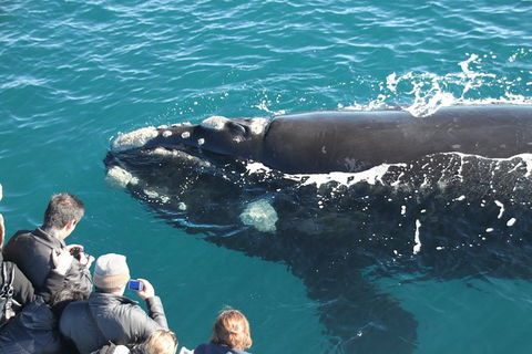 Augusta Whale Watching Eco Tour - Tourism Guide 2