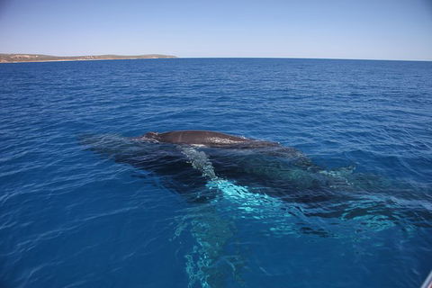 Augusta Whale Watching Eco Tour - Tourism Guide 6