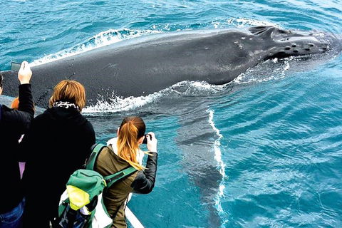 Augusta Whale Watching Eco Tour - Tourism Guide 3
