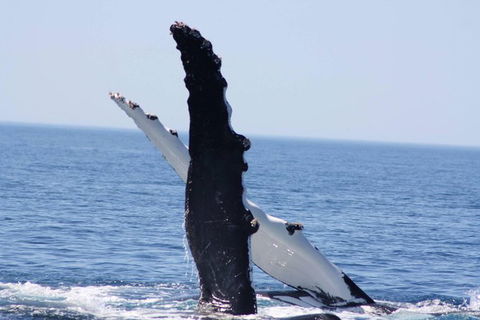 Augusta Whale Watching Eco Tour - Tourism Guide 4