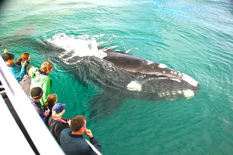 Augusta Whale Watching Eco Tour - Tourism Guide 7