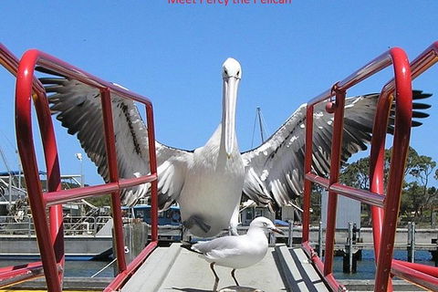 Kalgan Queen Scenic Cruises A Four Hour Sheltered Water Wildlife Tour Daily Fun. - Tourism Guide 4