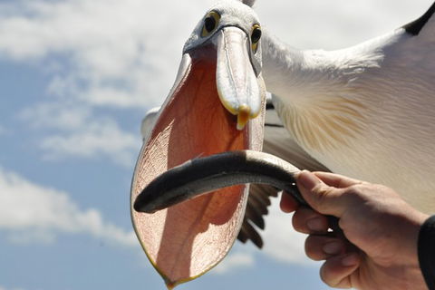 Kalgan Queen Scenic Cruises A Four Hour Sheltered Water Wildlife Tour Daily Fun. - Tourism Guide 5