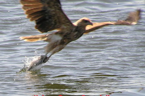 Kalgan Queen Scenic Cruises A Four Hour Sheltered Water Wildlife Tour Daily Fun. - Tourism Guide 6