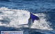 Montebello Island Fishing Charters - thumb 6