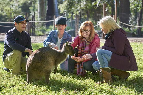 Australian Wildlife Experience At Healesville Sanctuary - Tourism Guide 0