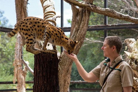 African Cat Encounter At Werribee Open Range Zoo - Tourism Guide 1