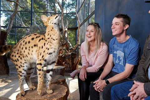 African Cat Encounter At Werribee Open Range Zoo - Tourism Guide 5