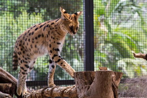 African Cat Encounter At Werribee Open Range Zoo - Tourism Guide 2