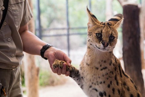 African Cat Encounter At Werribee Open Range Zoo - Tourism Guide 3