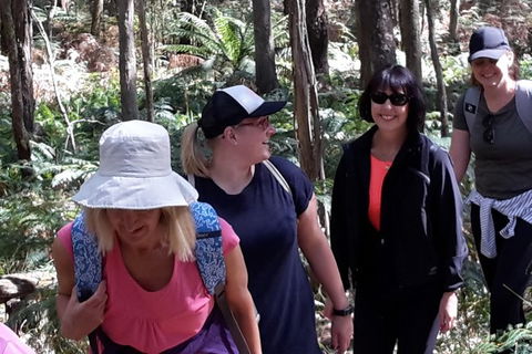 GPS Guided Walks In The Daylesford Forest - Travel Search 1
