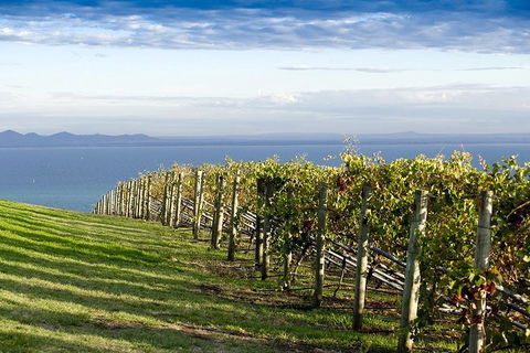 Around The Bay Food And Wine Taste Trail - Tourism Guide 5