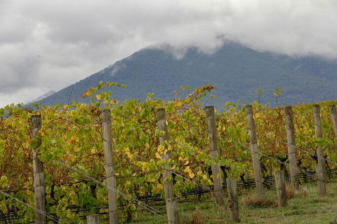Yarra Valley Public Winery Tours - Travel Agents 4