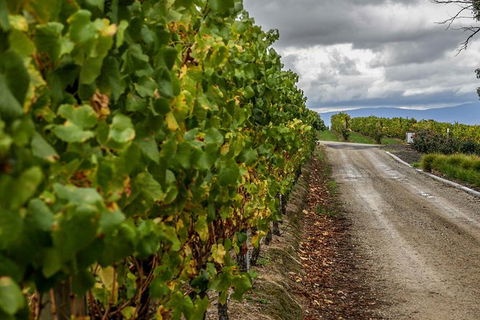 Yarra Valley Public Winery Tours - Travel Agents 18