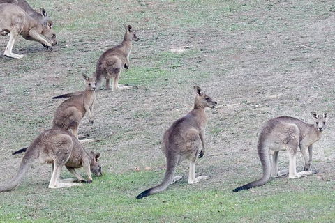 Yarra Valley Public Winery Tours - Travel Agents 13