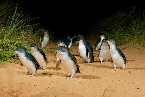 Phillip Island And French Island Wildlife Expedition - Travel Agents 8
