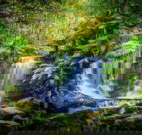 Day Tour in Mt. Field Mt. Wellington Bonorong Wildlife Sanctuary and Richmond - Cruises Travel