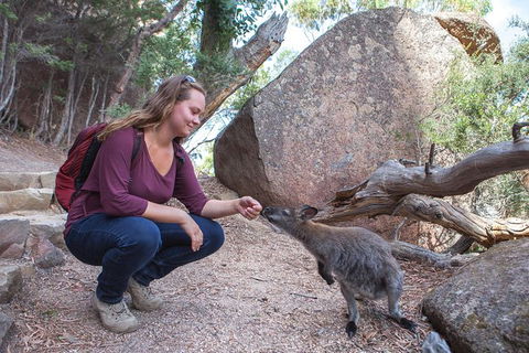 Wineglass Bay Explorer Active Day Trip From Launceston - Tourism Guide 26