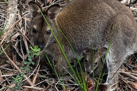 Wineglass Bay Explorer Active Day Trip From Launceston - Tourism Guide 21