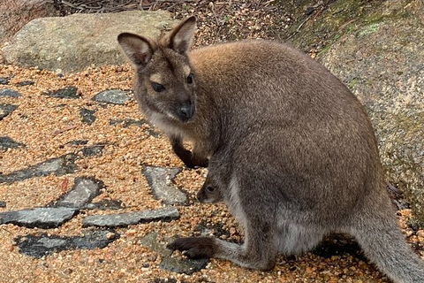 Wineglass Bay Explorer Active Day Trip From Launceston - Tourism Guide 20