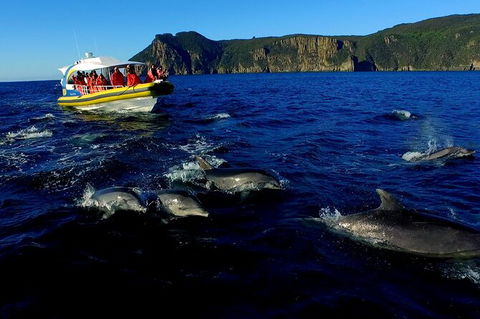 3-Hour Tasman Peninsula Wilderness Cruise From Port Arthur - Tourism Guide 4
